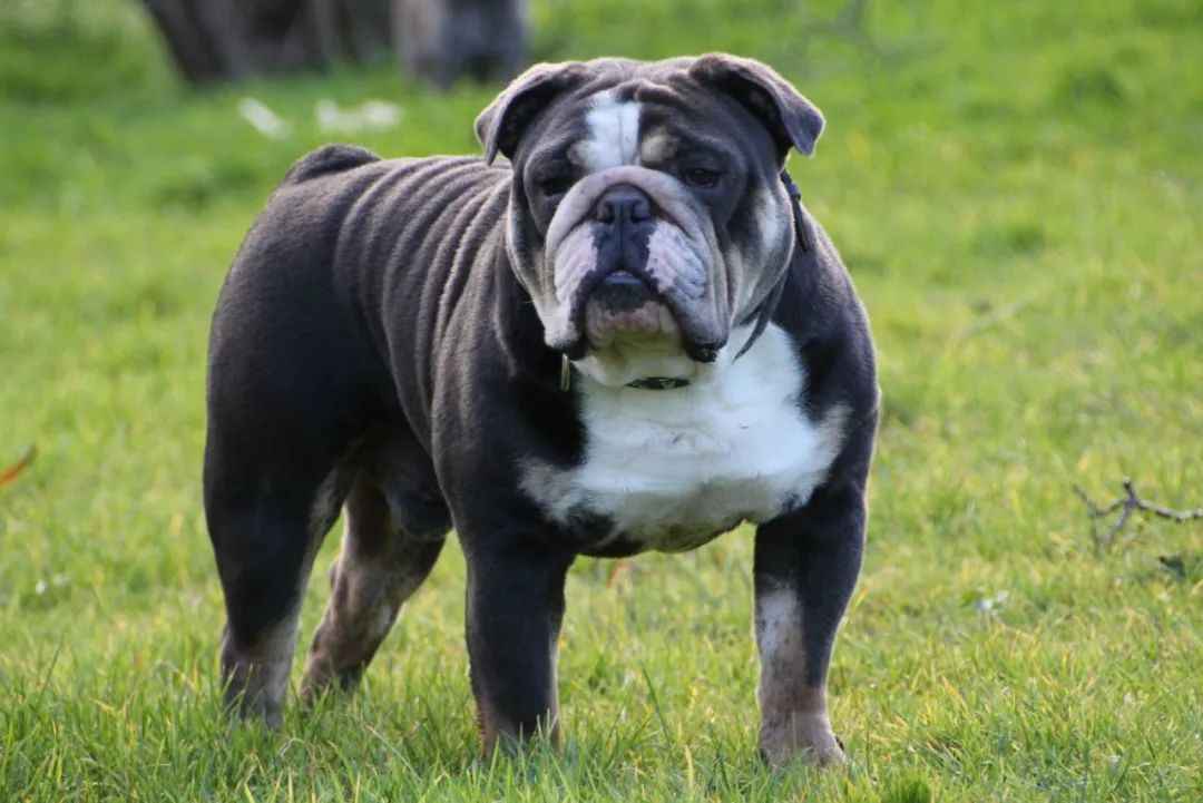 Beloved British Bulldog: A Symbol of Strength and Controversy