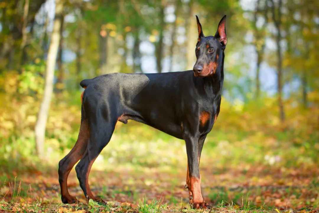 Doberman Pinschers: The Perfect Blend of Strength, Intelligence, and Loyalty