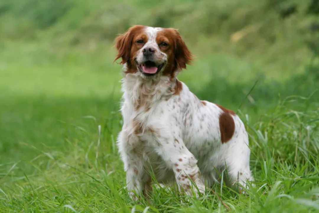 Epagneul Breton: A French Icon of Grace and Sporting Excellence