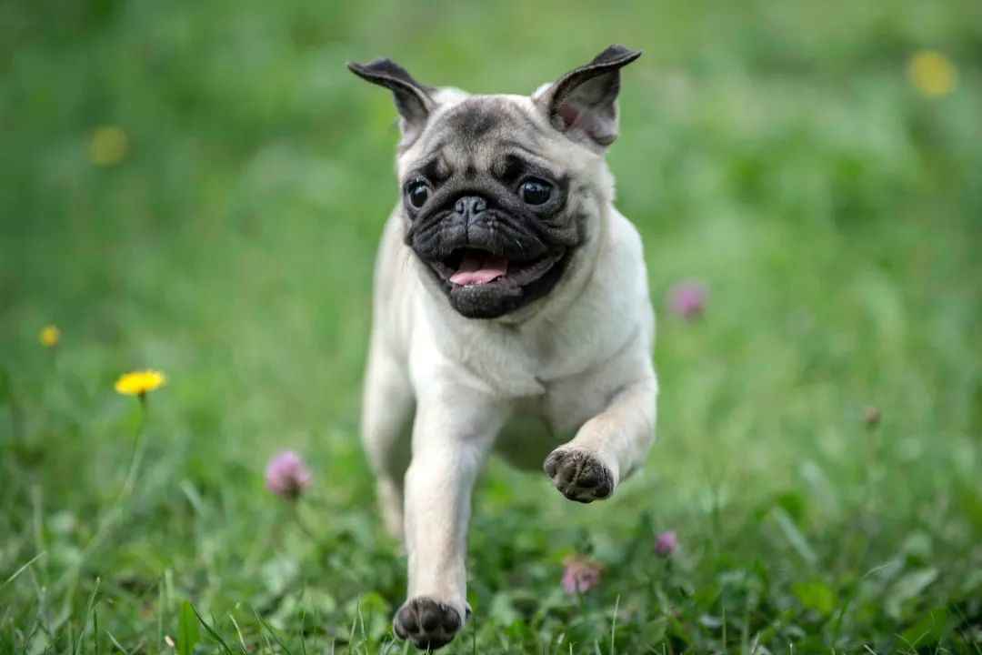 The Chinese Pug: A Timeless Companion from Ancient Courts to Modern Homes