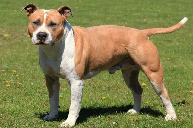 American Staffordshire Terrier: A Loyal and Robust Companion Breed