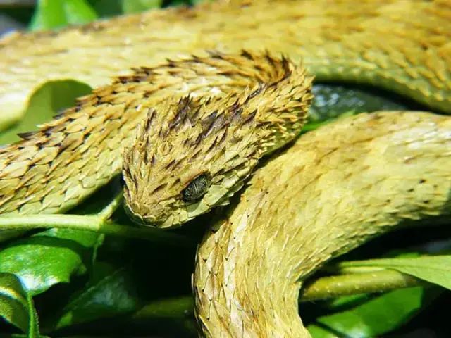 The Kiwu Tree Viper: A Dragon-Like Venomous Snake from Central Africa