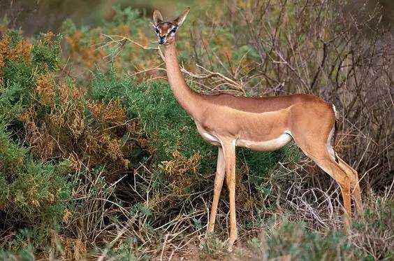 The Gerenuk: Africa’s Graceful 'Giraffe-Necked' Antelope