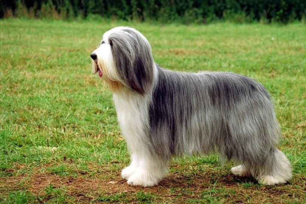 The Enigmatic Bearded Collie – A Resilient Breed with a Timeless Legacy