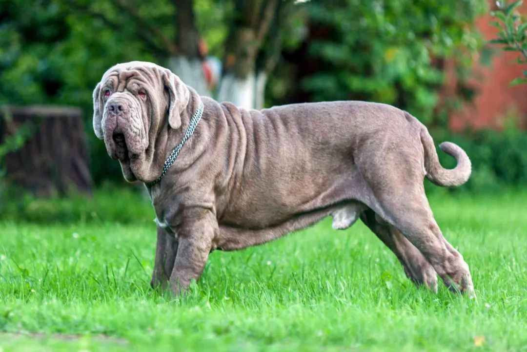 Majestic Guardians: The Legacy and Care of Neapolitan Mastiffs