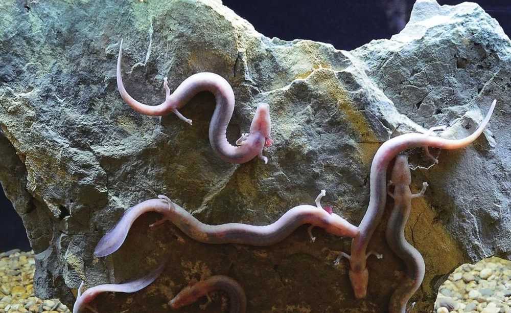 The Olm: Nature’s Living 'Dragon' of Alpine Caves