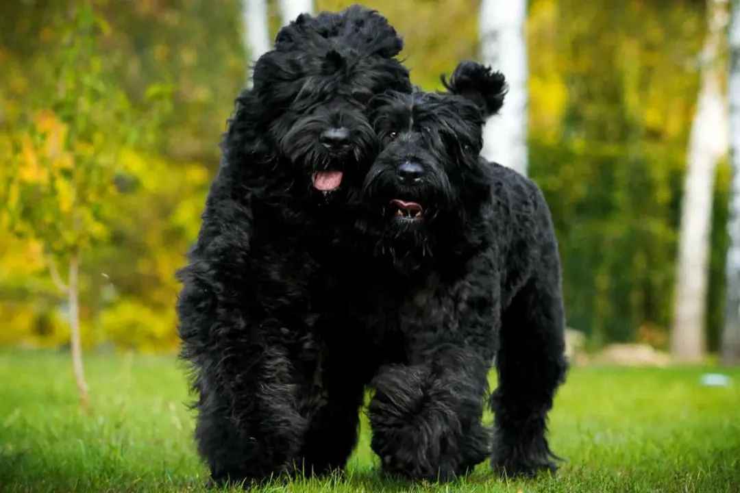 Black Russian Terrier: The Loyal Guardian with a Soviet Legacy