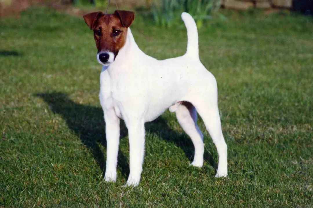 Timeless Charm: The Smooth Fox Terrier – A Breed Steeped in History and Versatility