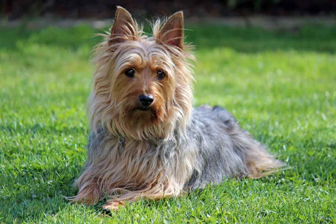 Australian Terrier: The Spirited Aussie Companion with a Rugged Heritage