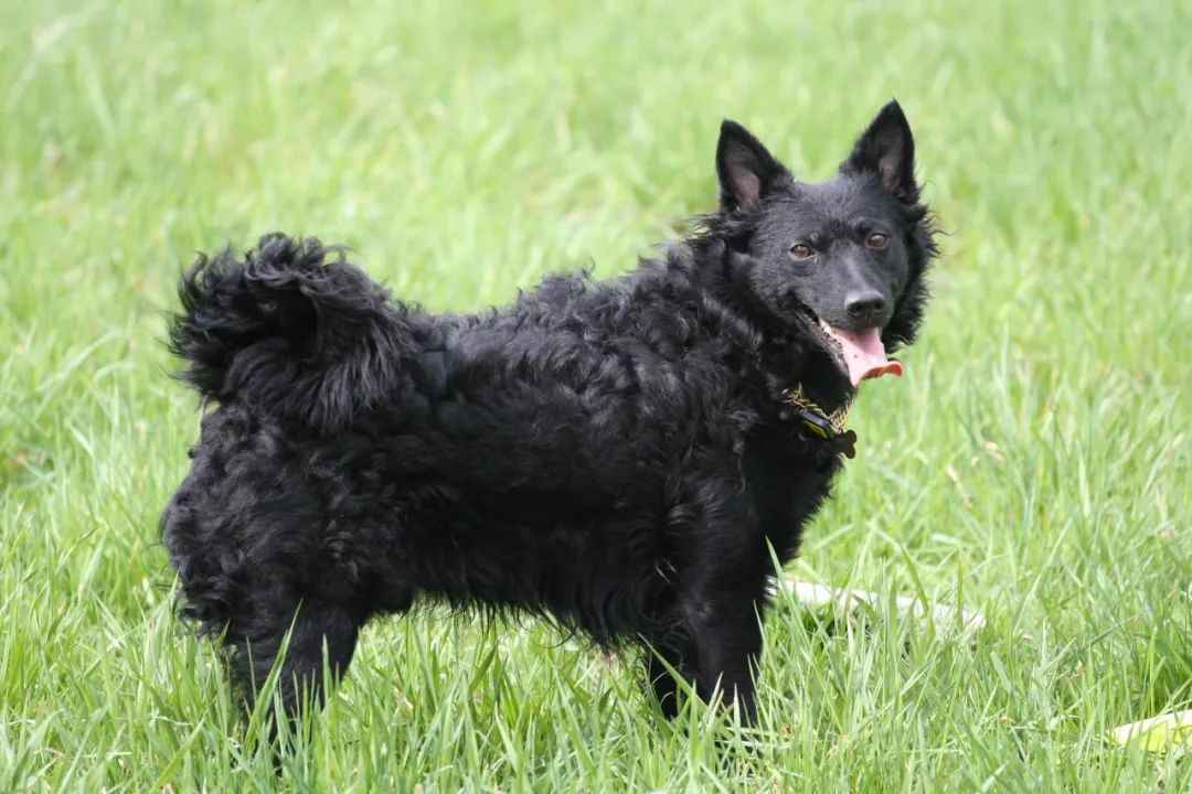 Hungarian Mudi: A Rare Herding Dog Breed Gains Global Recognition