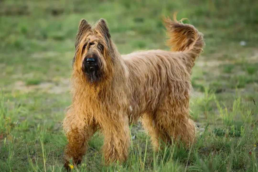 The French Loyal Companion: The History and Modern Appeal of the Briard