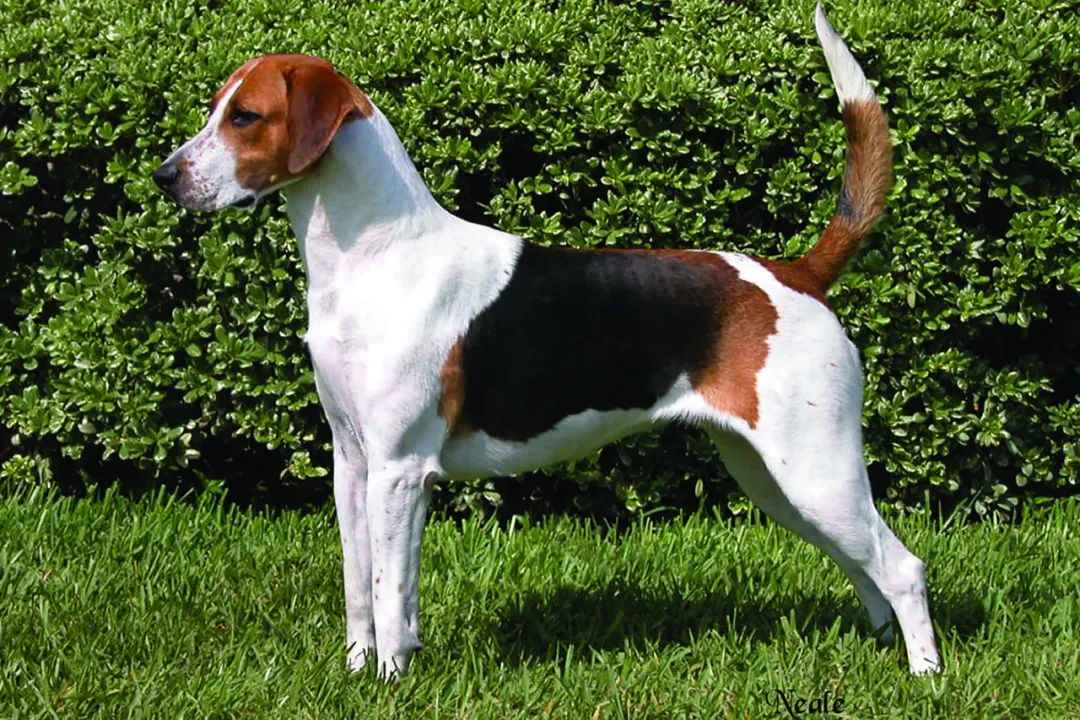 The English Foxhound: A Timeless Guardian of Heritage and Modernity