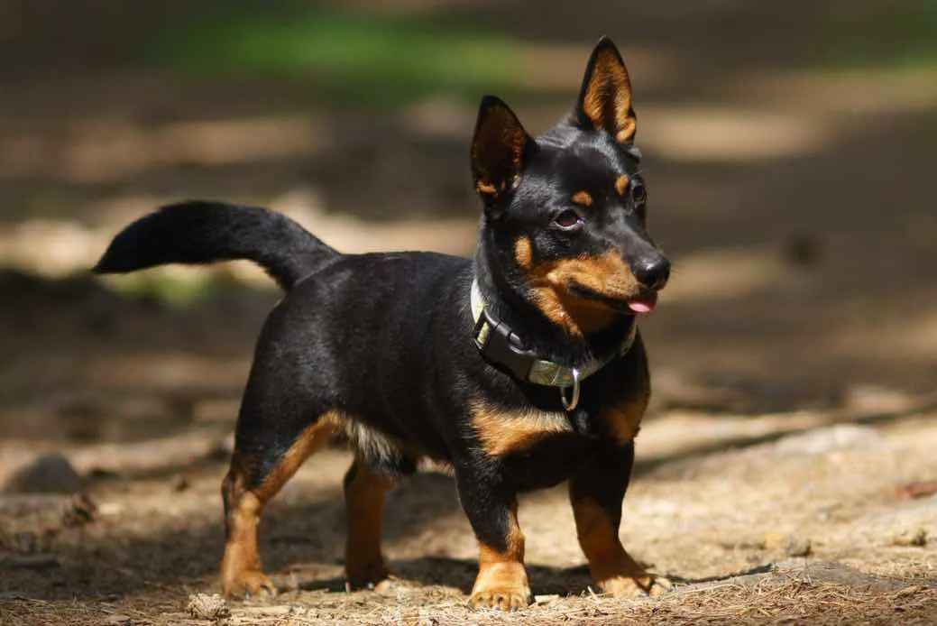 Lancashire Heeler: The Resilient Herding Dog with a Storied Past