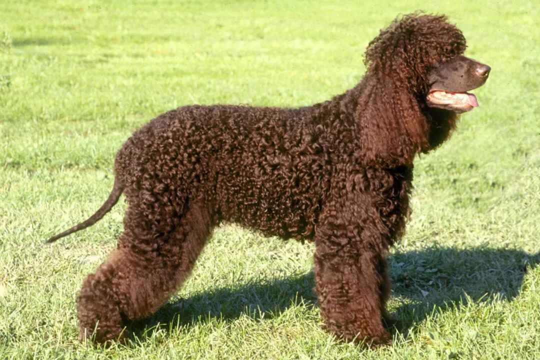 Exclusive: Irish Water Spaniel – A Breed Steeped in History and Versatility