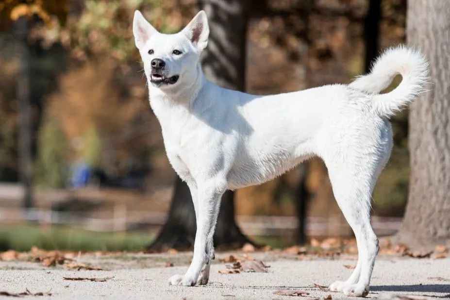 Ancient Israeli Breed: The Canaan Dog - A Loyal Guardian and Beloved Companion