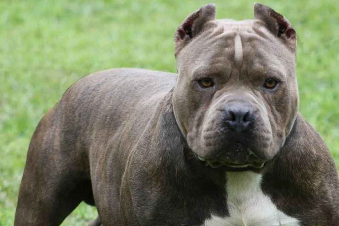 American Pit Bull Terrier: A Breed of Strength, Loyalty, and Controversy